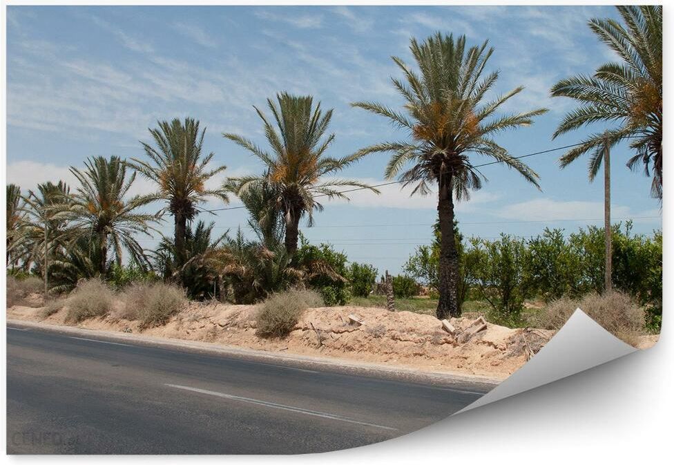 i-fototapety-pl-droga-asfaltowa-palmy-rosliny-piasek-okleina-na-sciane-250x250cm-magicstick