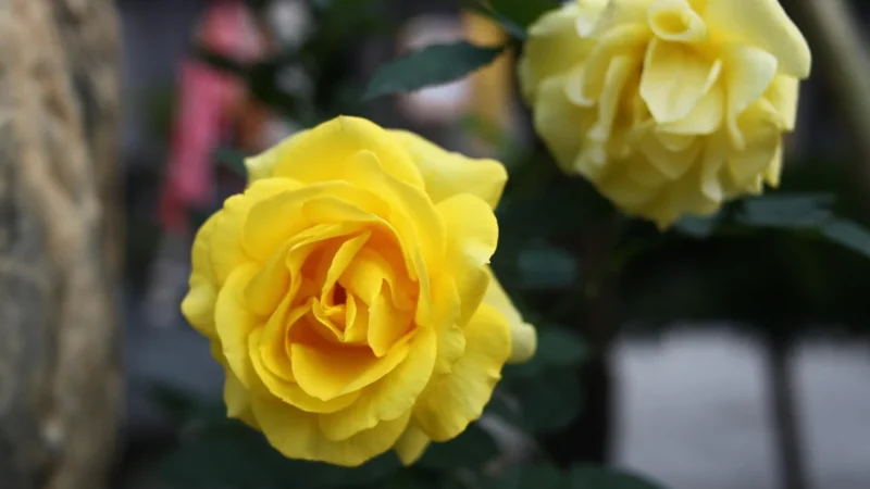 Arbiton Vega P0910