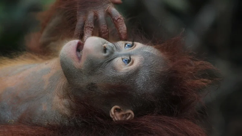 Baldocer Bayur Borneo 17,5×50