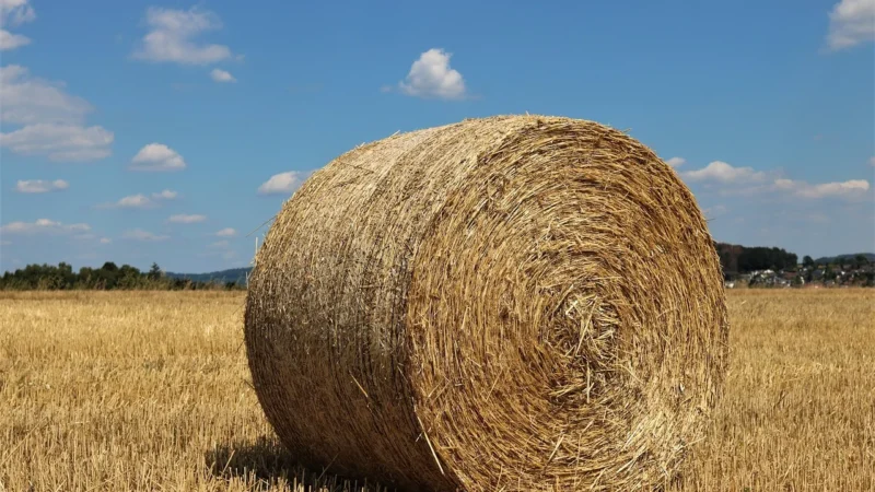 Beliani 160 x 76 Biała 4251682261913