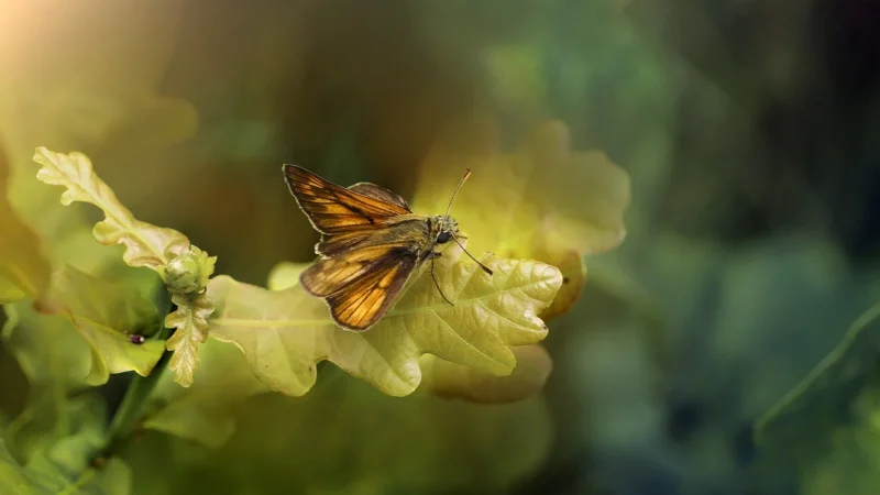 Consalnet Fototapeta Magiczny Las Motyle 368×254