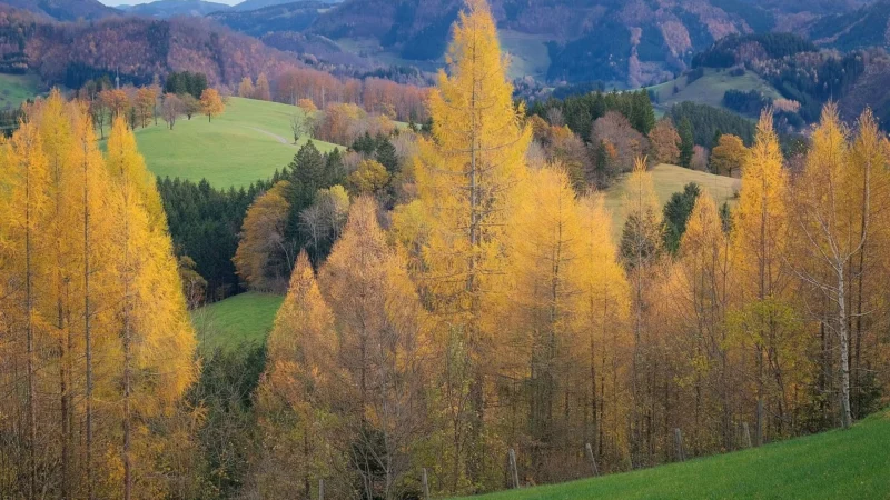 Dulux Kolory Świata Ryżowe Pola 5L