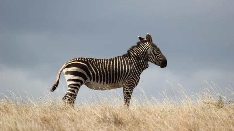 Dunin Lunar Zebra Tile 30×60