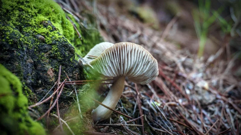 Ekopor Płyta Podkładowa Pod Panele 5,5mm (EKOPOR55)