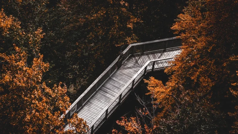 Fototapety.Pl Architektura Widok Z Góry Na Las Korony Drzew Fototapeta Ścianę 250x250cm Fizelina
