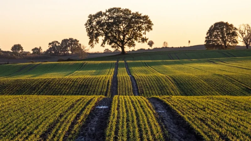 Fototapety.Pl Ciągnik Traktor Na Polu Fototapeta Ścianę 250x250cm Fizelina