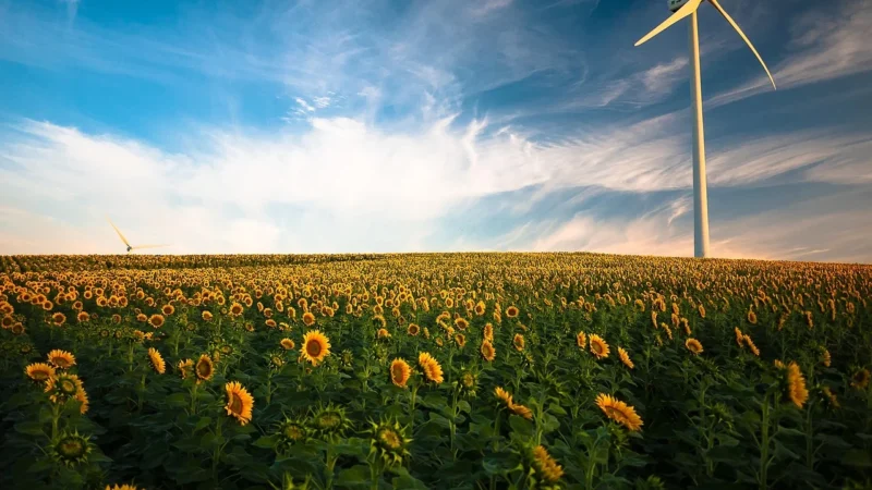 Fototapety.Pl Duże Wiatraki Puste Pole Piasku Okleina Na Ścianę 250x250cm Fizelina