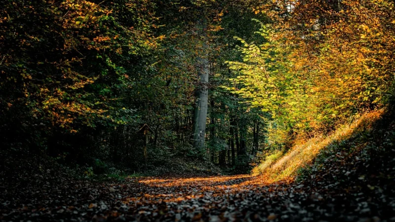 Fototapety.Pl Jesienny Ciemny Las Blask Światła Okno Fototapeta Na Ścianę 250x250cm Fizelina