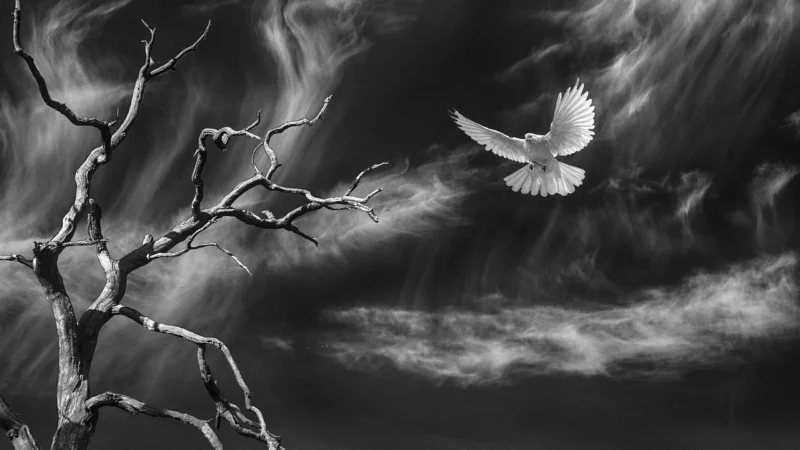 Fototapety.Pl Okno Z Widokiem Na Niebo Korony Drzew Biały Gołąbek Fototapeta Ścianę 250x250cm Magicstick
