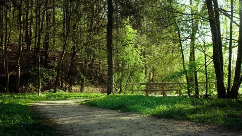 Fototapety.Pl Stary Drewniany Most Wiszący Wśród Drzew Okleina Na Ścianę 250x250cm Magicstick