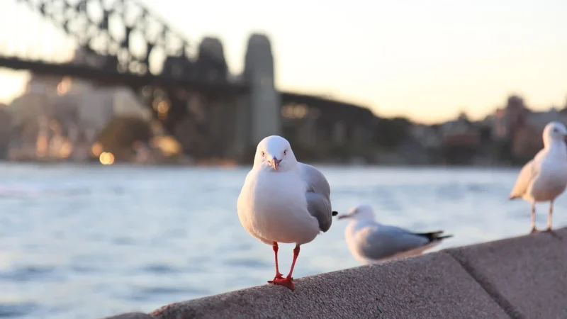 Fototapety.Pl Sydney Harbor Bridge Most Woda Fototapeta Samoprzylepna 250x250cm Fizelina