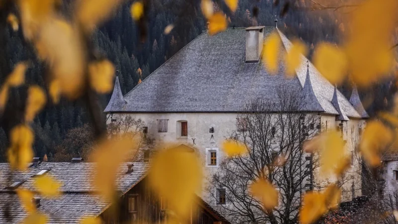 Fototapety.Pl Widok Z Okna Na Jesienną Brzozę Fototapeta Ścianę 250x250cm Fizelina