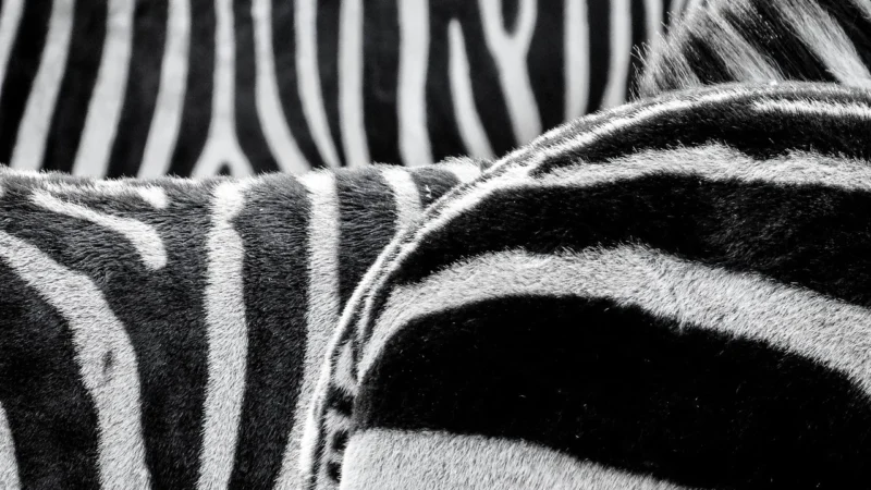GALERIE Sd 25690 W Paski Stripes & Damasks SD25690