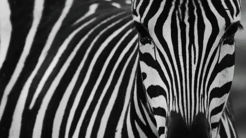 Muralo Fototapeta Dżungla Zebra/Liście 135×90