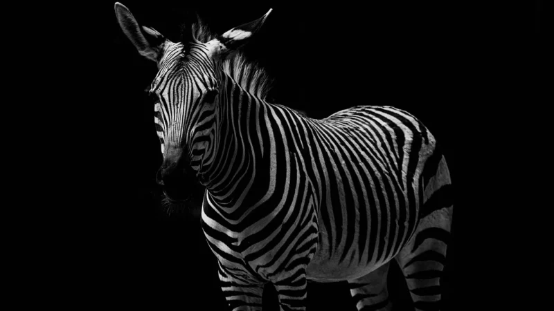 Muralo Fototapeta Dżungla Zebra/Liście 180×120