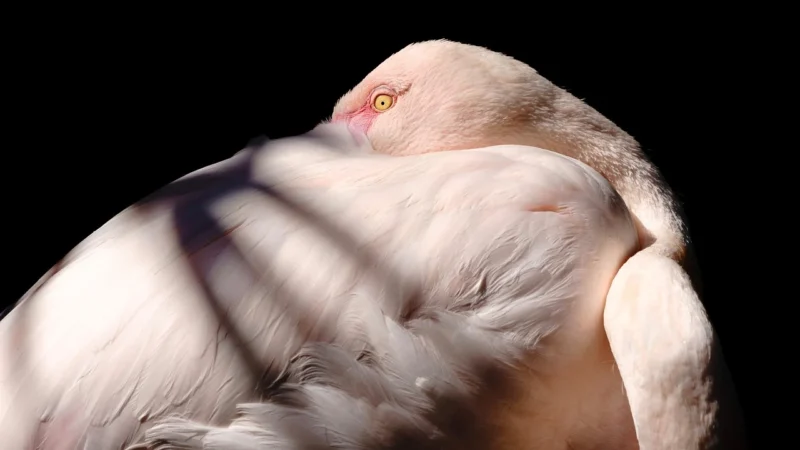 Muralo Fototapeta Flamingi Abstrakcja 135×90
