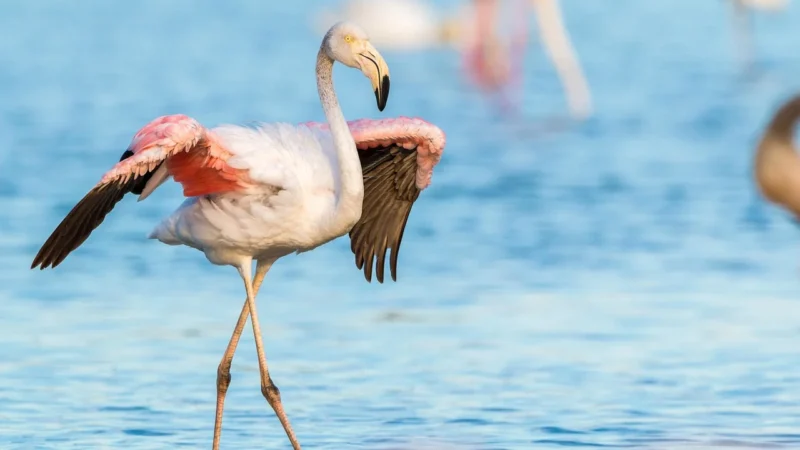 Muralo Fototapeta Flamingi Abstrakcja 180×120