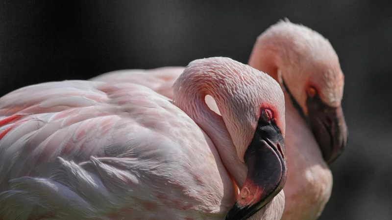 Muralo Fototapeta Flamingi Abstrakcja 270×180