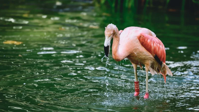 Muralo Fototapeta Flamingi Abstrakcja 450×300