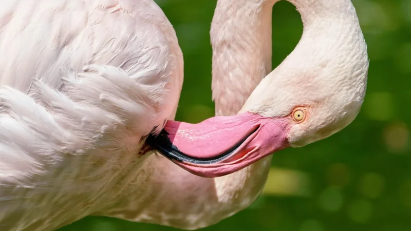 Muralo Fototapeta Flamingi Abstrakcja 90×60