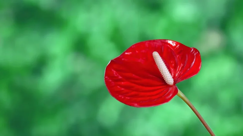 Muralo Fototapeta Flamingi Liście Kwiaty 300×210