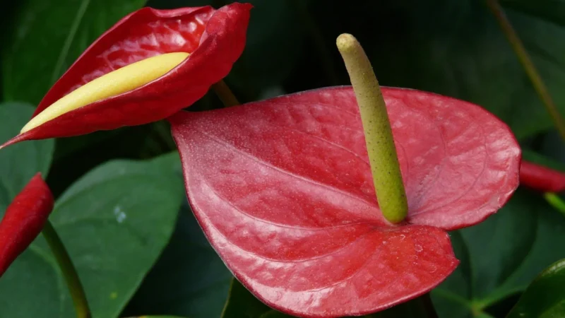 Muralo Fototapeta Flamingi Liście Kwiaty 368×254