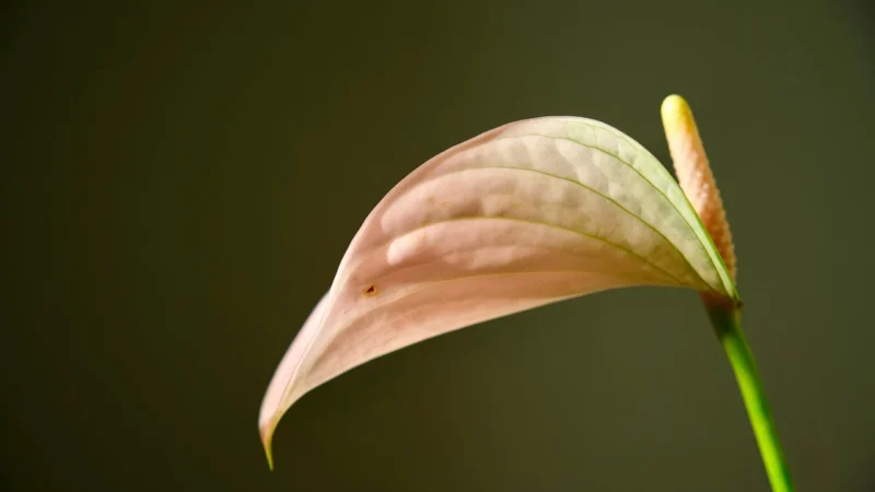 Muralo Fototapeta Flamingi Liście Kwiaty 400×280