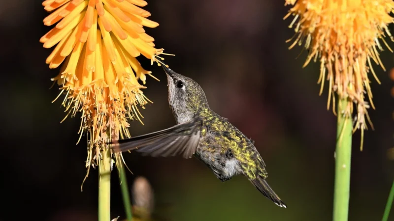 Muralo Fototapeta Kolibry Pszczoły Kwiaty 368×254