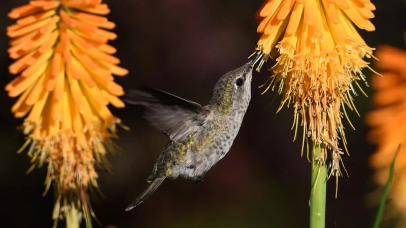 Muralo Fototapeta Kolibry Pszczoły Kwiaty 90×60