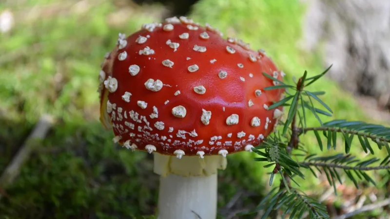 Panele podłogowe Alloc Original Biała Sosna 655211