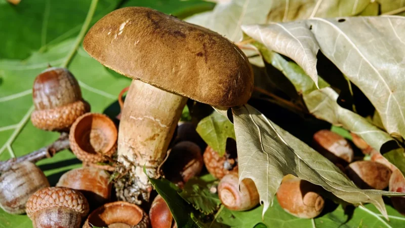 Panele podłogowe Krono Original Dąb Polski 8169