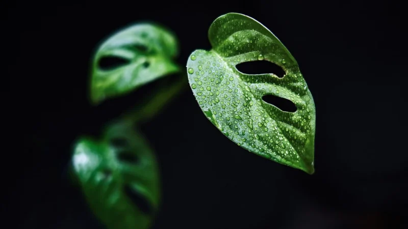 PANELE ŚCIENNE KASETONY LIŚCIE ZŁOTA MONSTERA 02